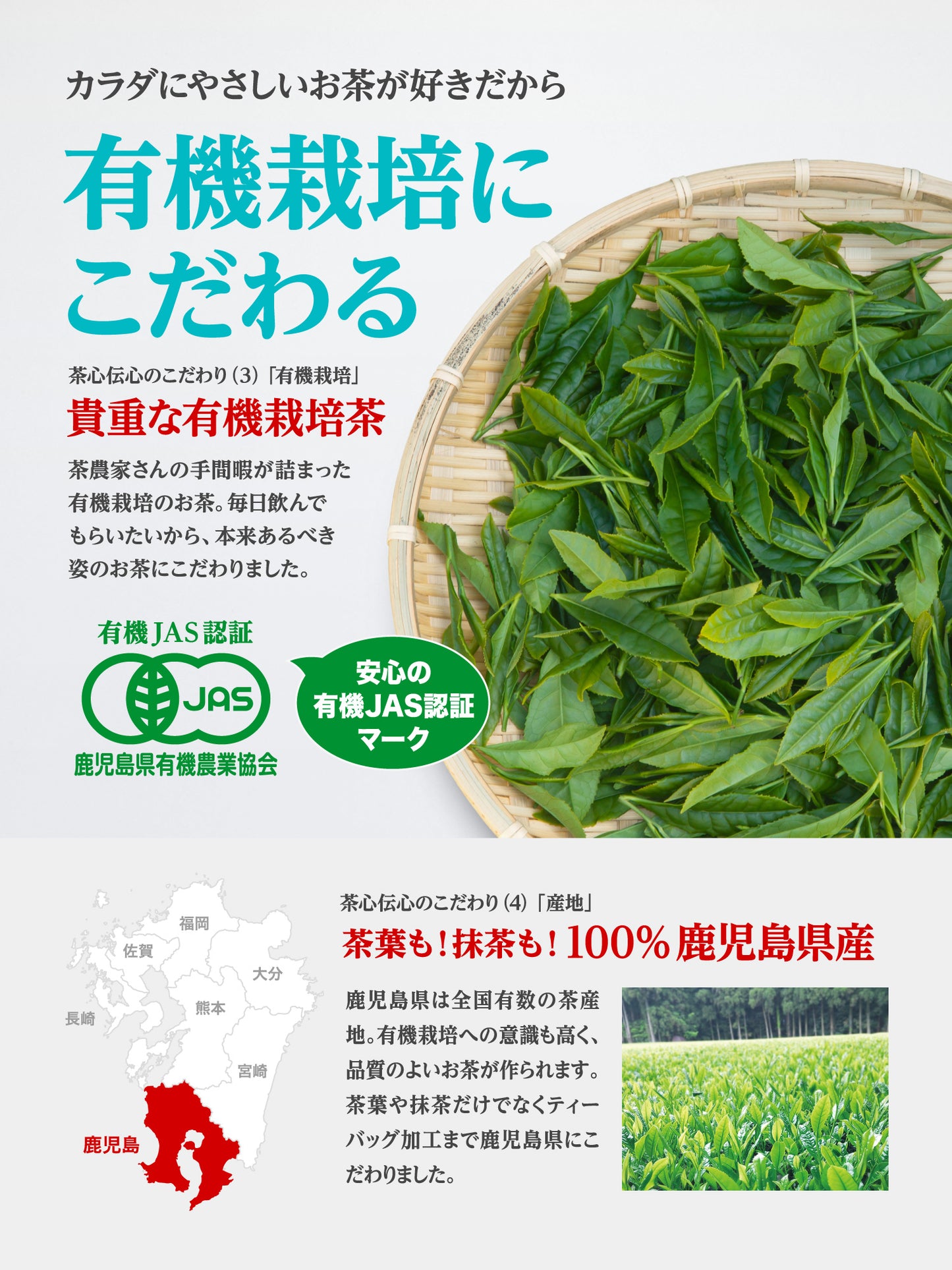 Organic green tea bags (cold brewed with matcha) 6g x 25 bags